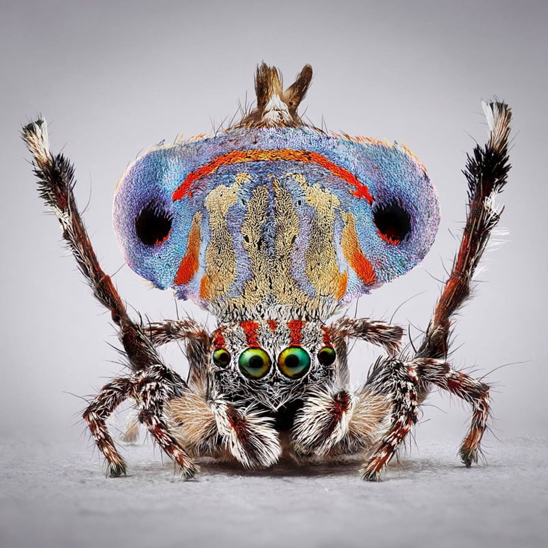 Peacock spider with green eyes and striped blue body