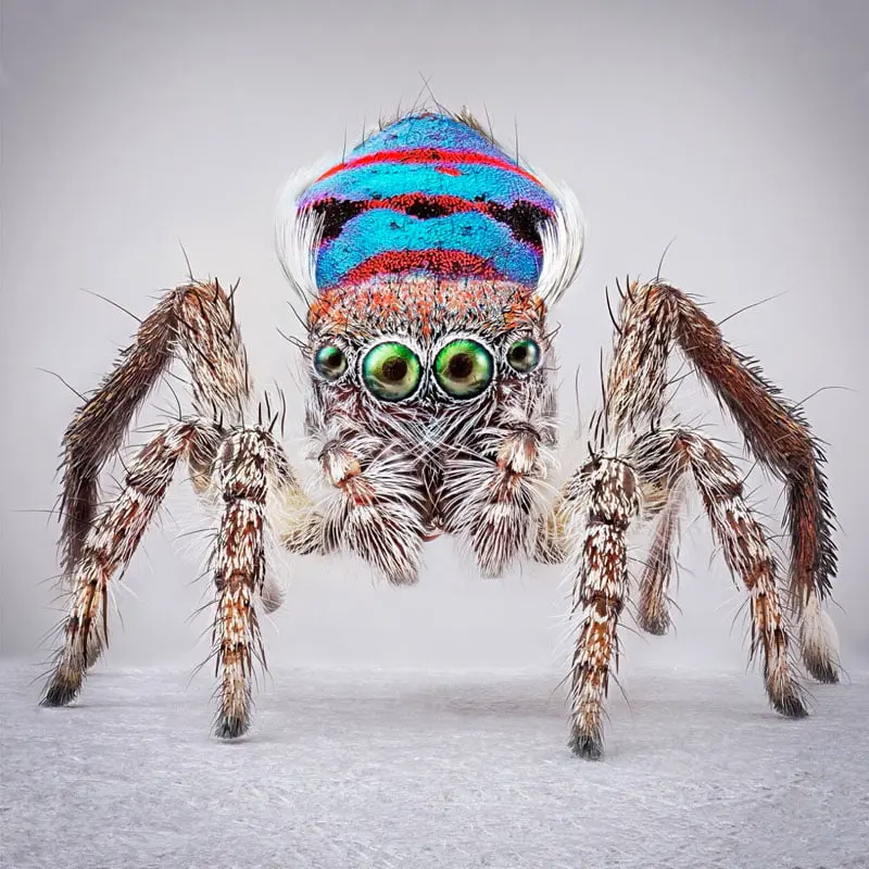 Peacock spider with blue and red stripes