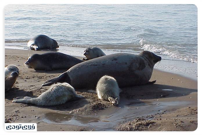 Caspian Sea Get to know the largest lake in the world Which dangerous animals in the Caspian Sea?