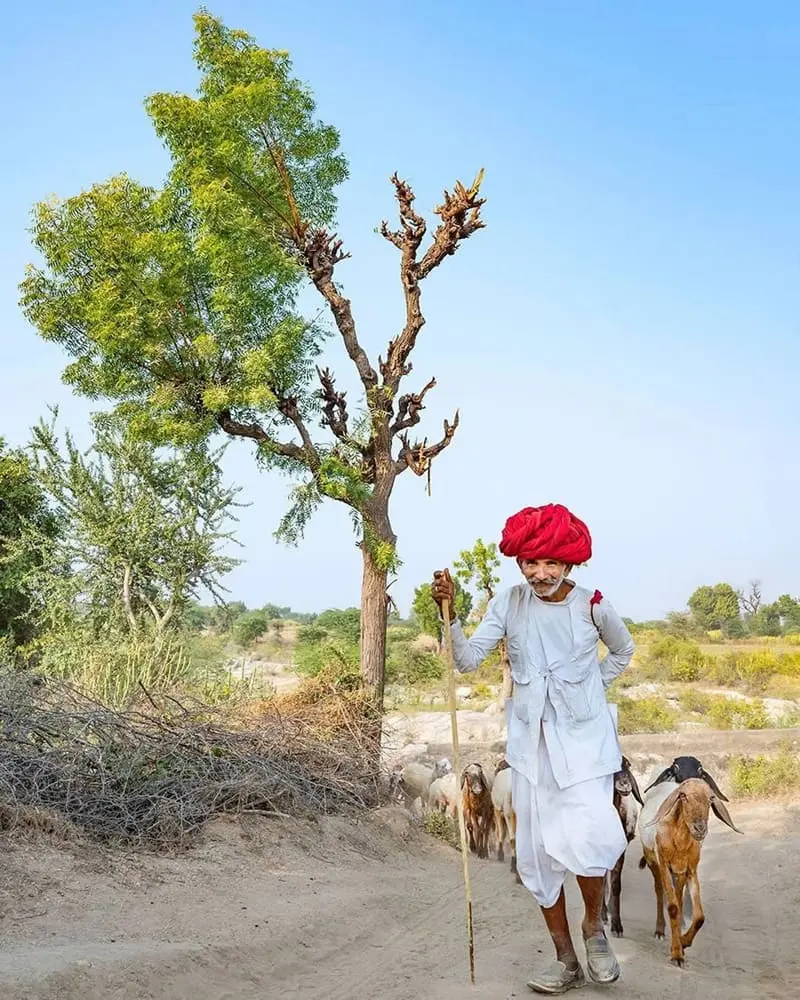 Indian shepherd man