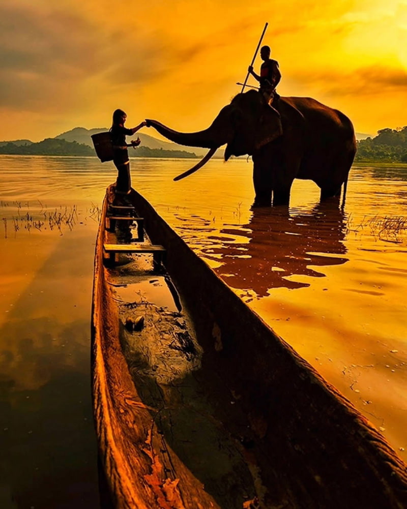 Elepha and boat in Indian sunset
