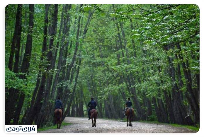 Noor Forest Park