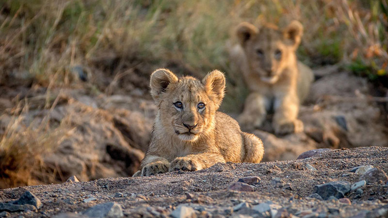 Pilanesberg National Park, South Africa