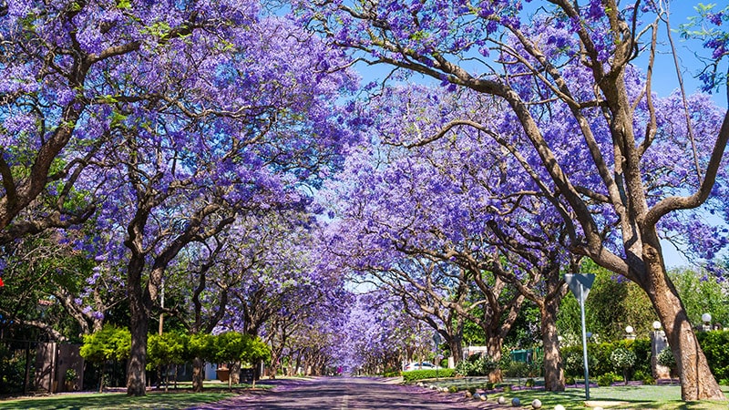 Pretoria city in South Africa