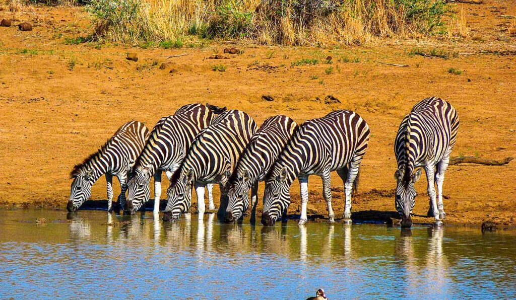 South Africa tour