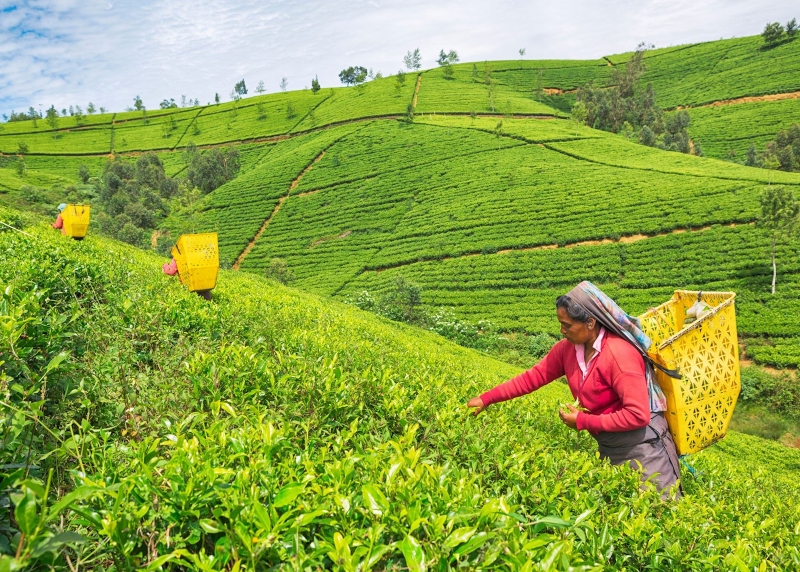 Nuwara Eliya tea plaations in Sri Lanka; Photo source: audleytravel.com. Photographer: Unknown