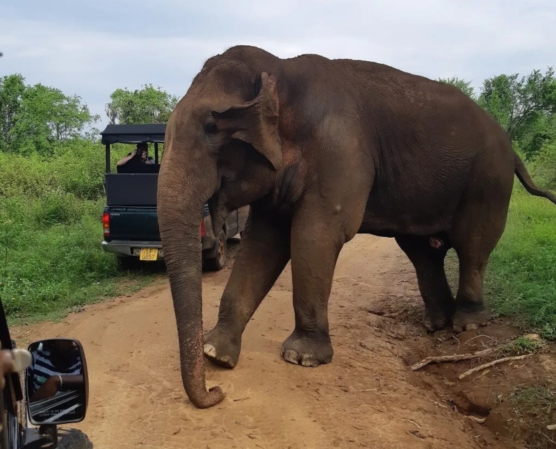 Elephas in Uduwalawa National Park, Sri Lanka; Photo source: destinationlesstravel.com. Photographer: Unknown