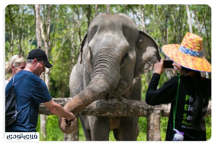 Phuket Elepha Sanctuary