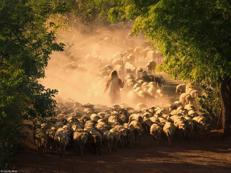 Shepherd's wife and her sheep