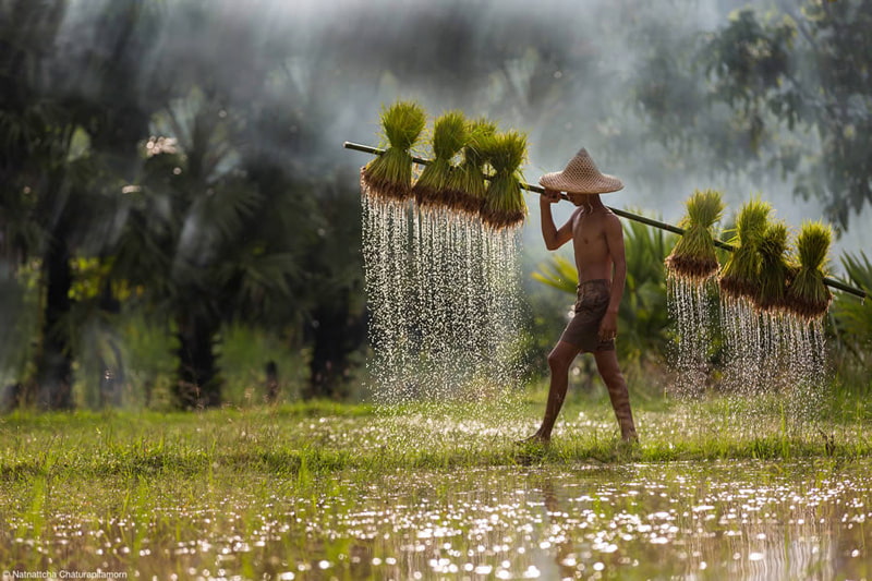 A farmer in the middle of the rice fields