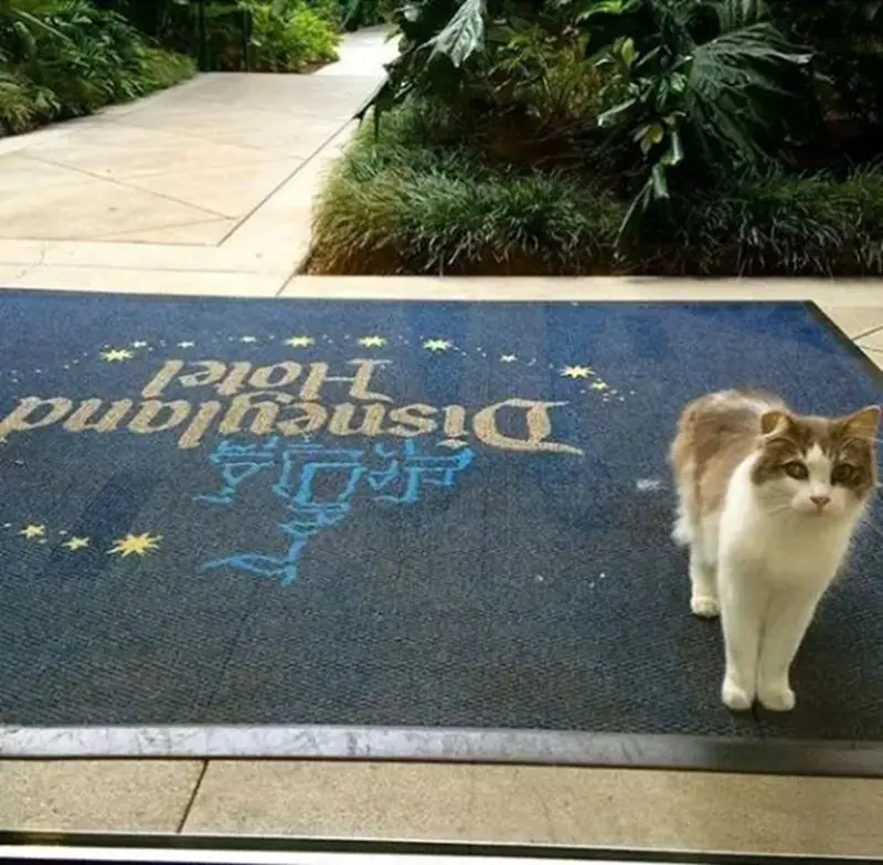 Wildcats of Disneyland