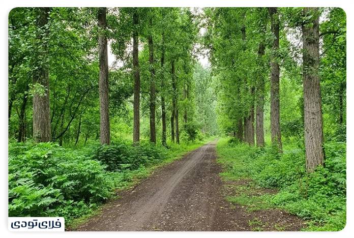Where is Astana Ashrafieh and what are its attractions? Safra Forest Park is closed