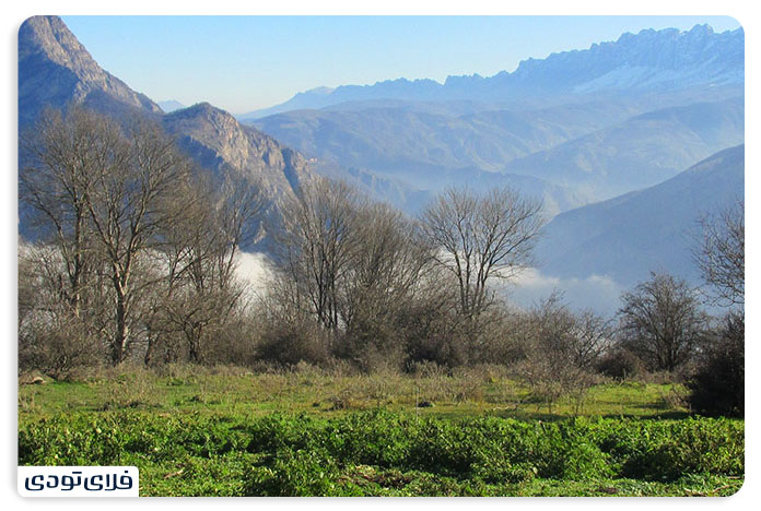 The forests of Arfa Dah
