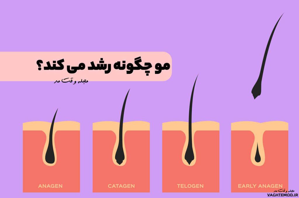 How does hair grow?