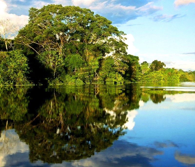 Mangrove forests 