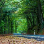Istanbul Belgrade Forest