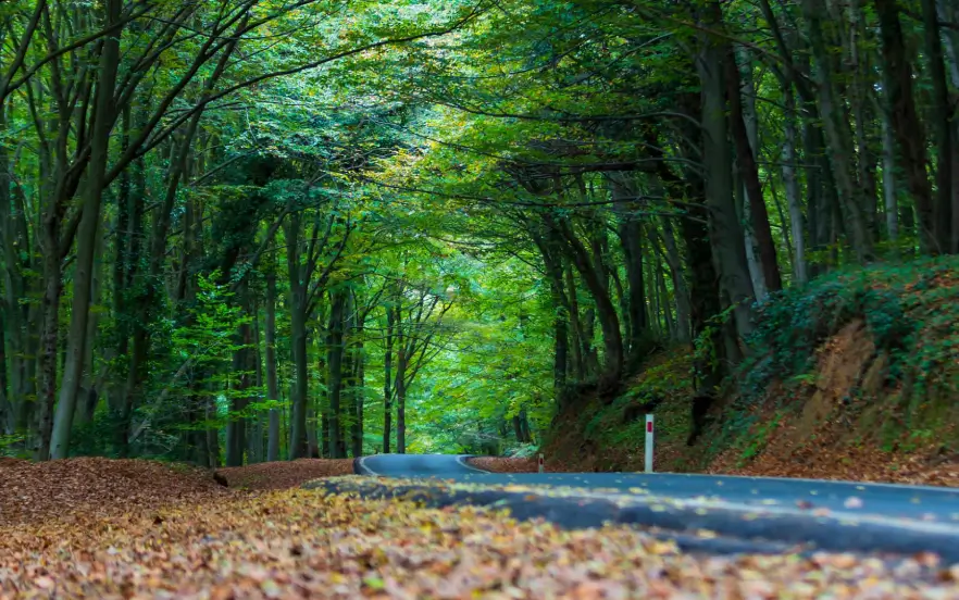 Istanbul Belgrade Forest