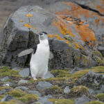 Video/Antarctica is turning green!