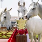 White Arabian horses in the center of Al Shaqab, Qatar, around the Jam; Photo Source: Explore Qatar, Photographer: Unknown