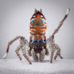 Blue-eyed peacock spider