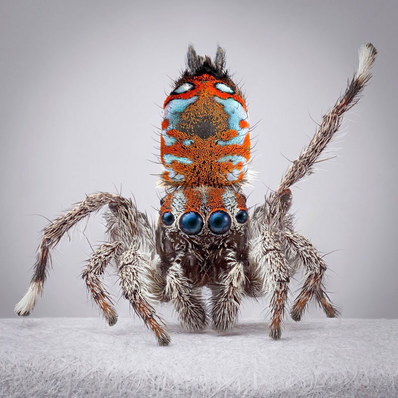 Blue-eyed peacock spider
