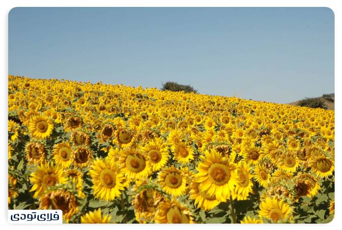 Kalpoosh anemone and sunflower field