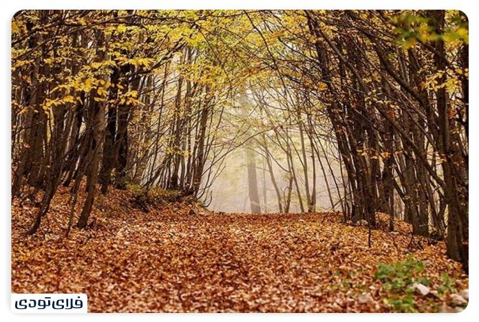 The forest of Dasht Shad