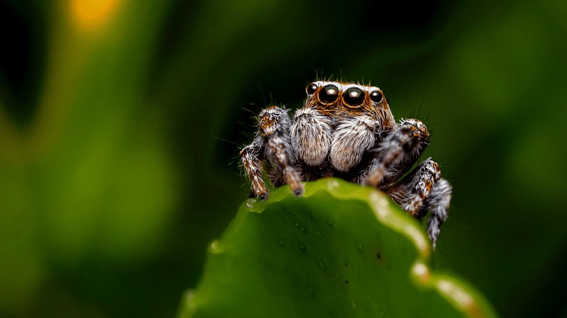 Sweden; It is forbidden to kill spiders