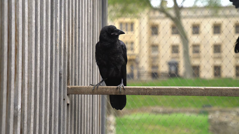 British hi to crow superstitions in differe couries