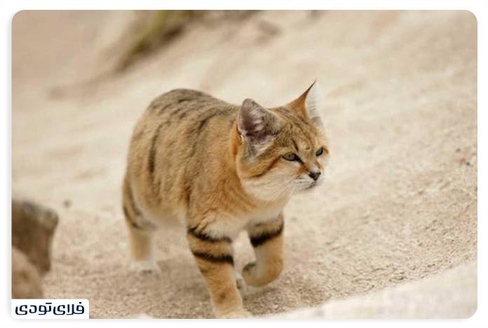 Egyptian desert A differe experience than nature tourism Egyptian desert animals; sand cat