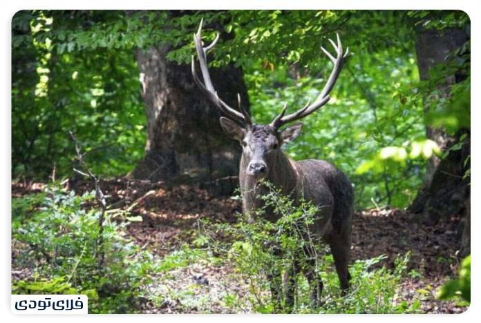 Wildlife of Saravan Forest Park