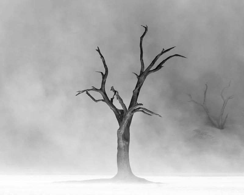 Black and white photo of a tree