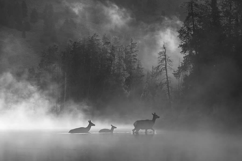 Black and white photo of deer in the forest