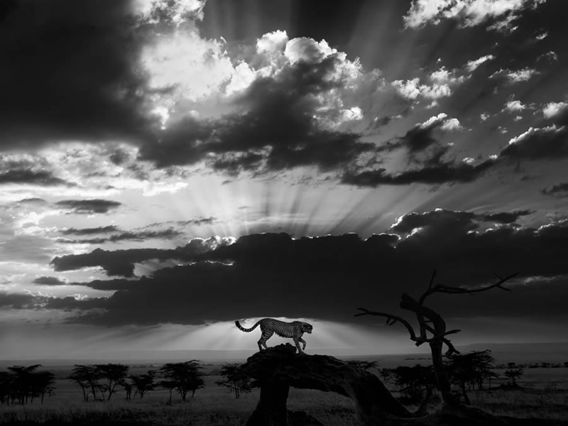 Black and white photo of a leopard in the plain