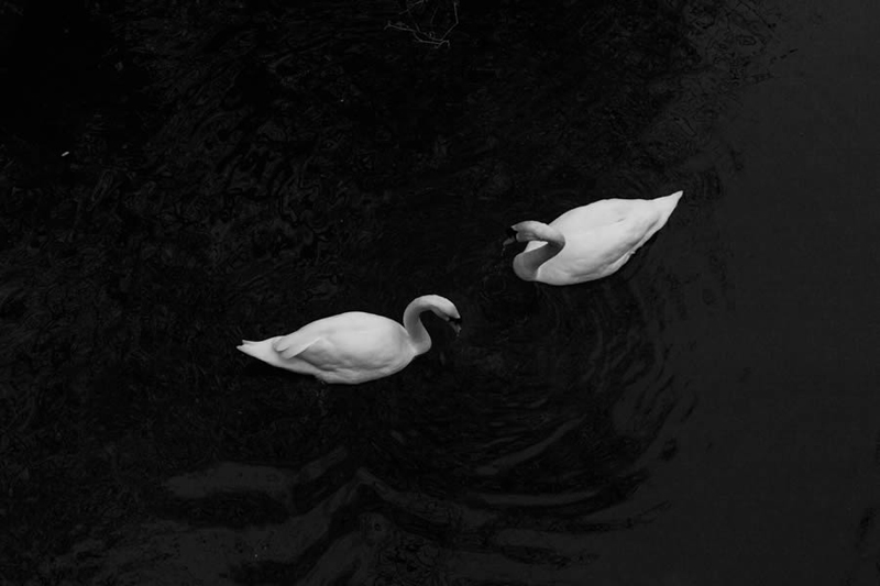 Black and white photo of two swans