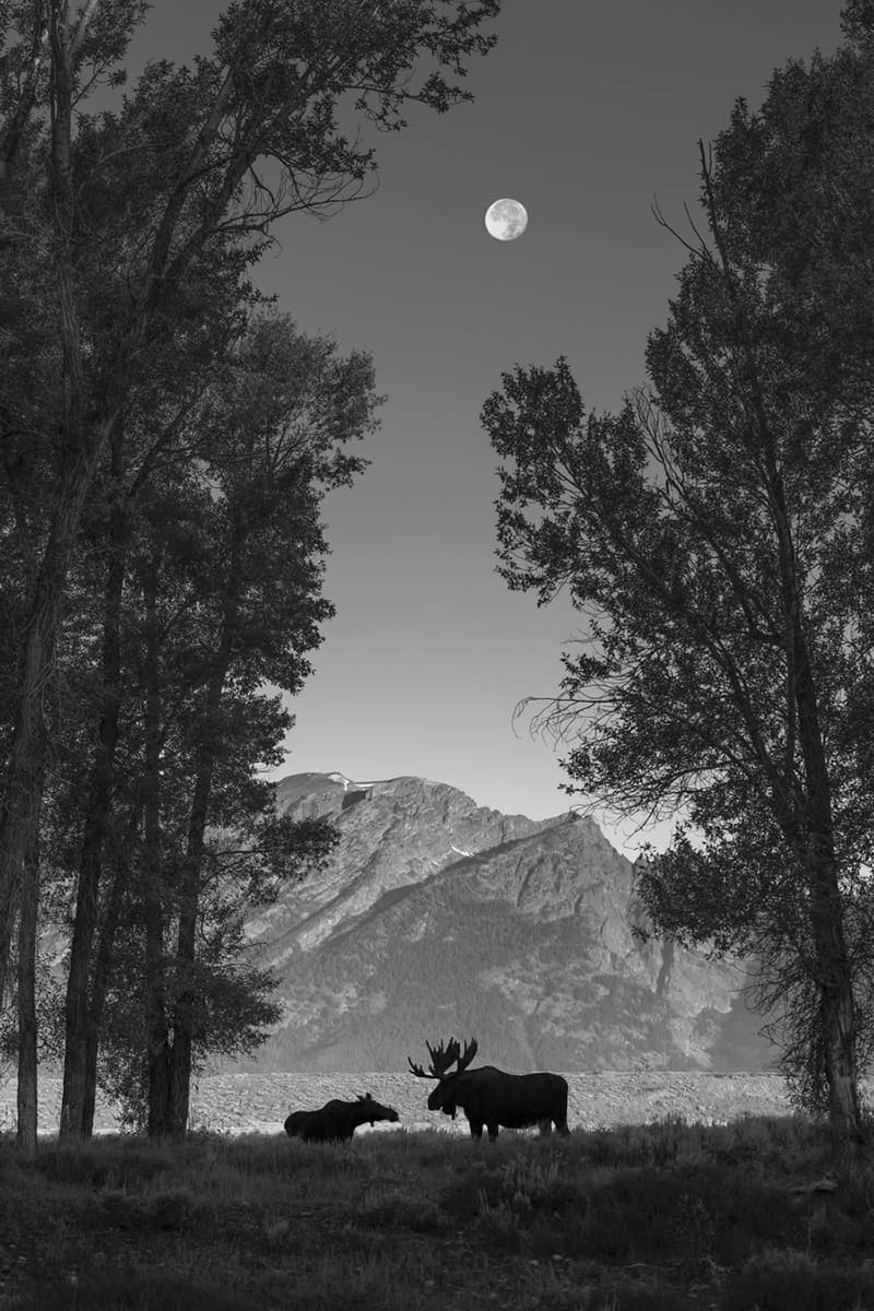 Black and white photo of deer in the forest 