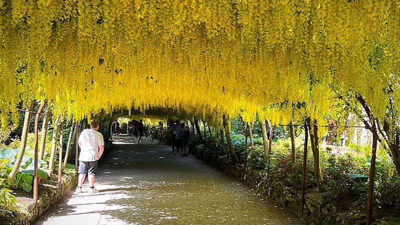Laburnum Arch tunnel in Wales, UK