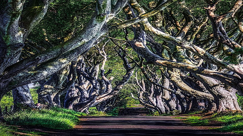 The Dark Hedges tunnel in Northern Ireland is one of the strangest tree tunnels
