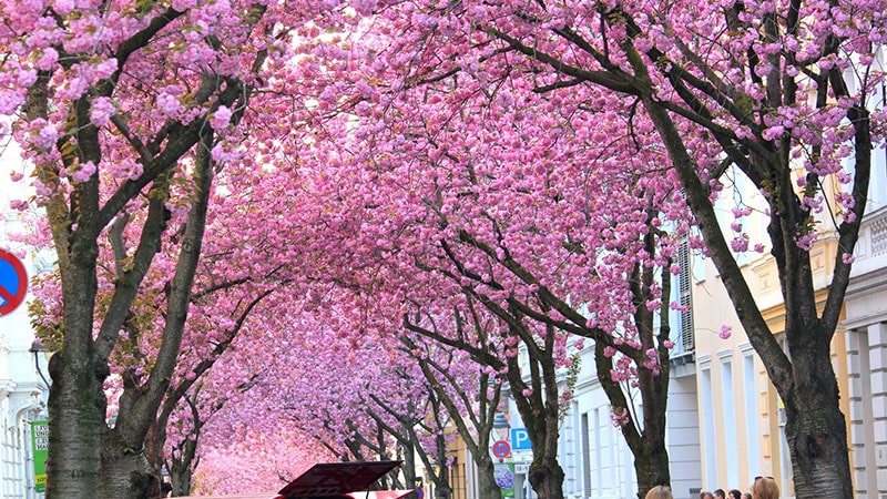 Cherry Blossom Tunnel in Bonn, Germany