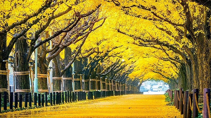 Ginkgo Tree Tunnel in Tokyo, Japan
