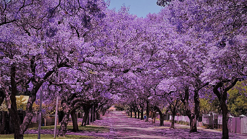 Jacaranda Walk in Pretoria, South Africa