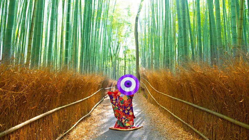 The Bamboo Path in Kyoto, Japan is one of the most amazing tree tunnels in the world