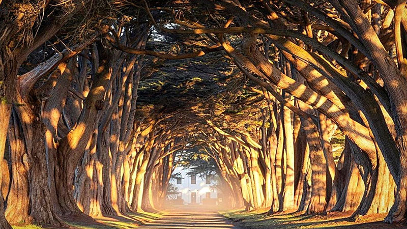 Cypress Tree Tunnel in California, USA