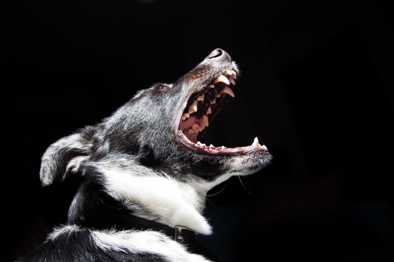 Black dog barking. Source: pikwizard; Photographer: Unknown