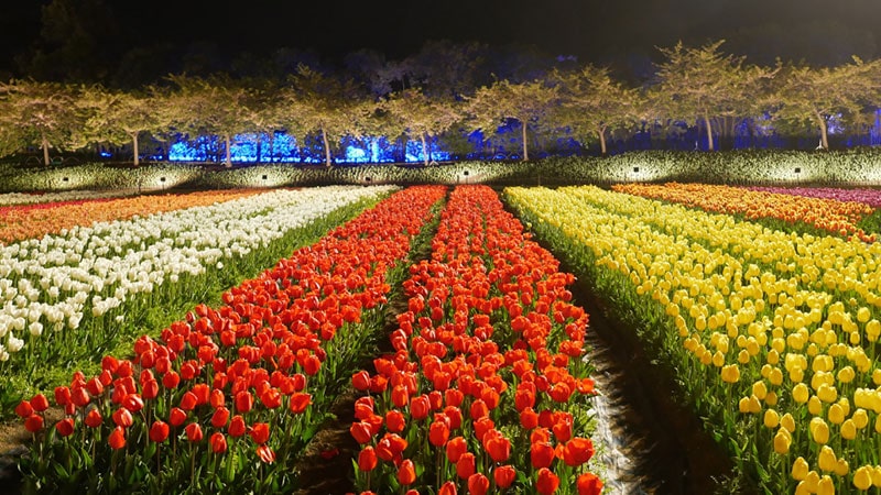 What to expect at the Japan Light Festival!