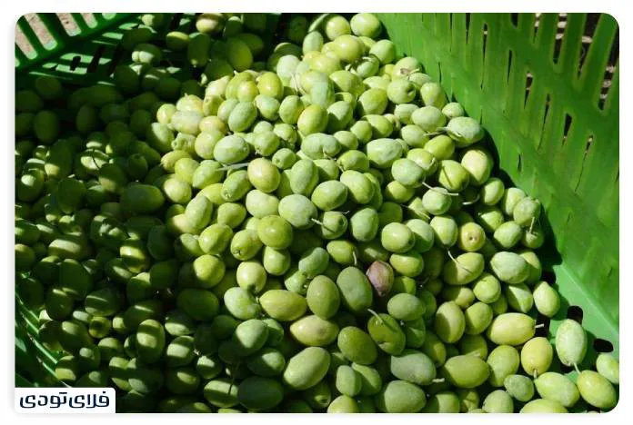local foods and Rudbar souvenirs; A taste of Gilan paradise jpg
