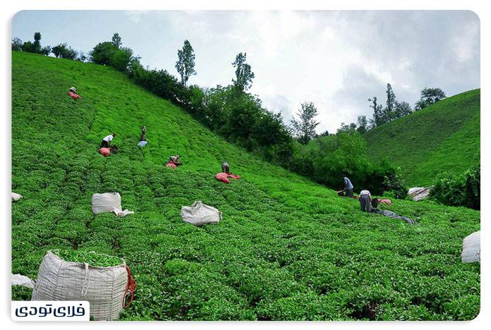 Clachai