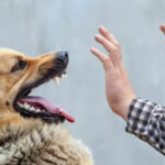 keeping calm in dealing with the dog; Photo source: washingtoninjury.com; Photographer: Unknown