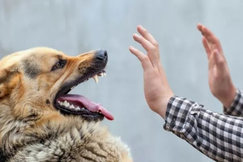 keeping calm in dealing with the dog; Photo source: washingtoninjury.com; Photographer: Unknown