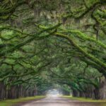 The most beautiful tree tunnels in the world